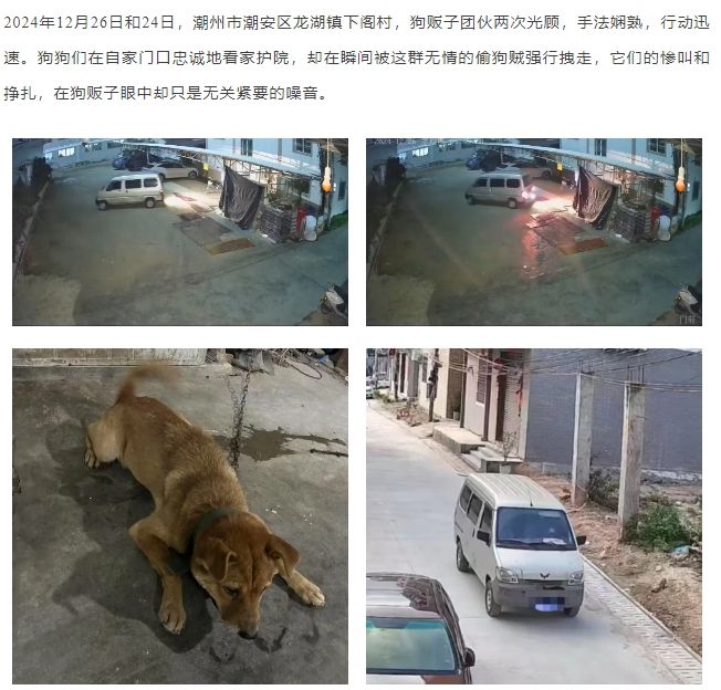 广东潮州狗贩子连续半年流窜偷盗有主犬只！