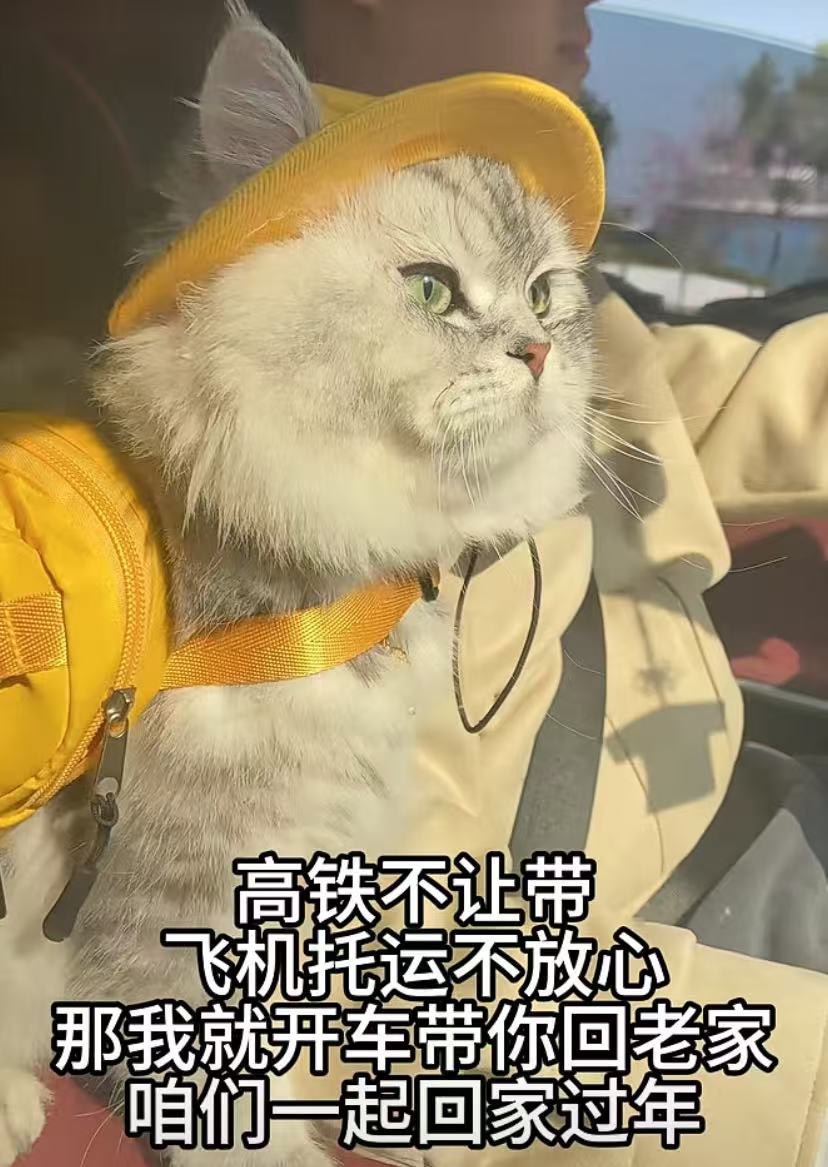 一小伙带猫开车几千公里回家过年