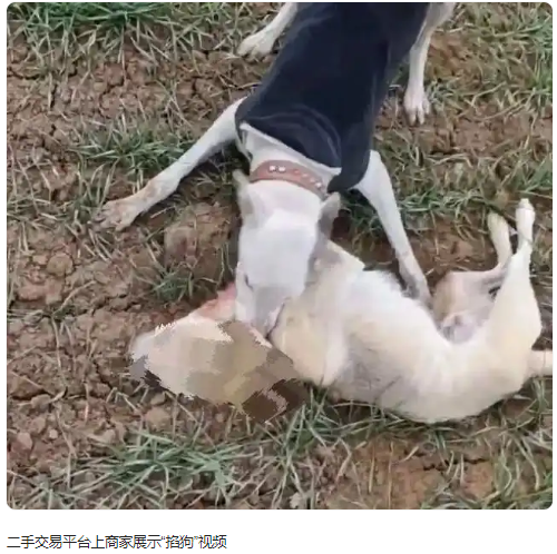 名为“掐狗”实为“虐狗”？二手平台现烈性犬售卖帖，客服回应：肯定不允许